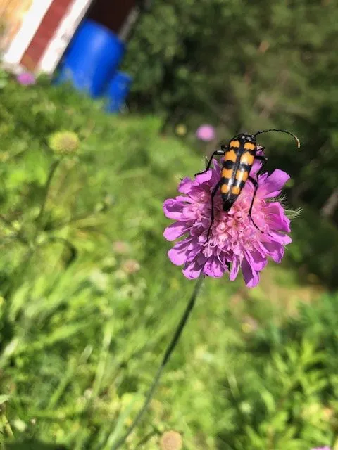 Ålgrytevägen i Skärholmen