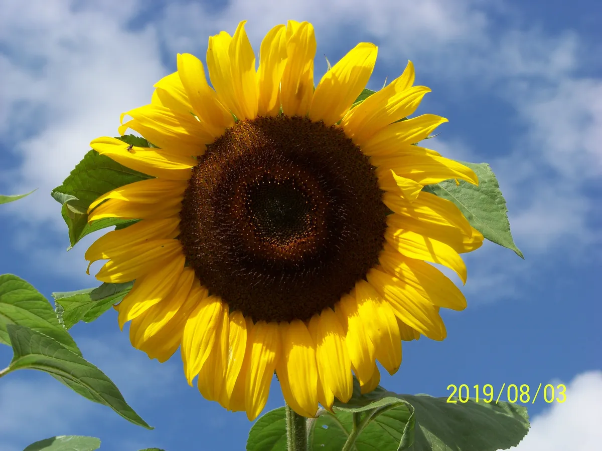 Realskolegatan  i Svalöv