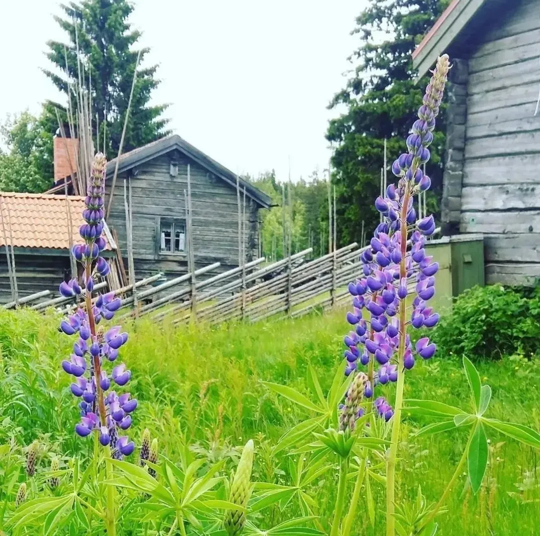 Stuga på Harsavallsvägen i Järvsö