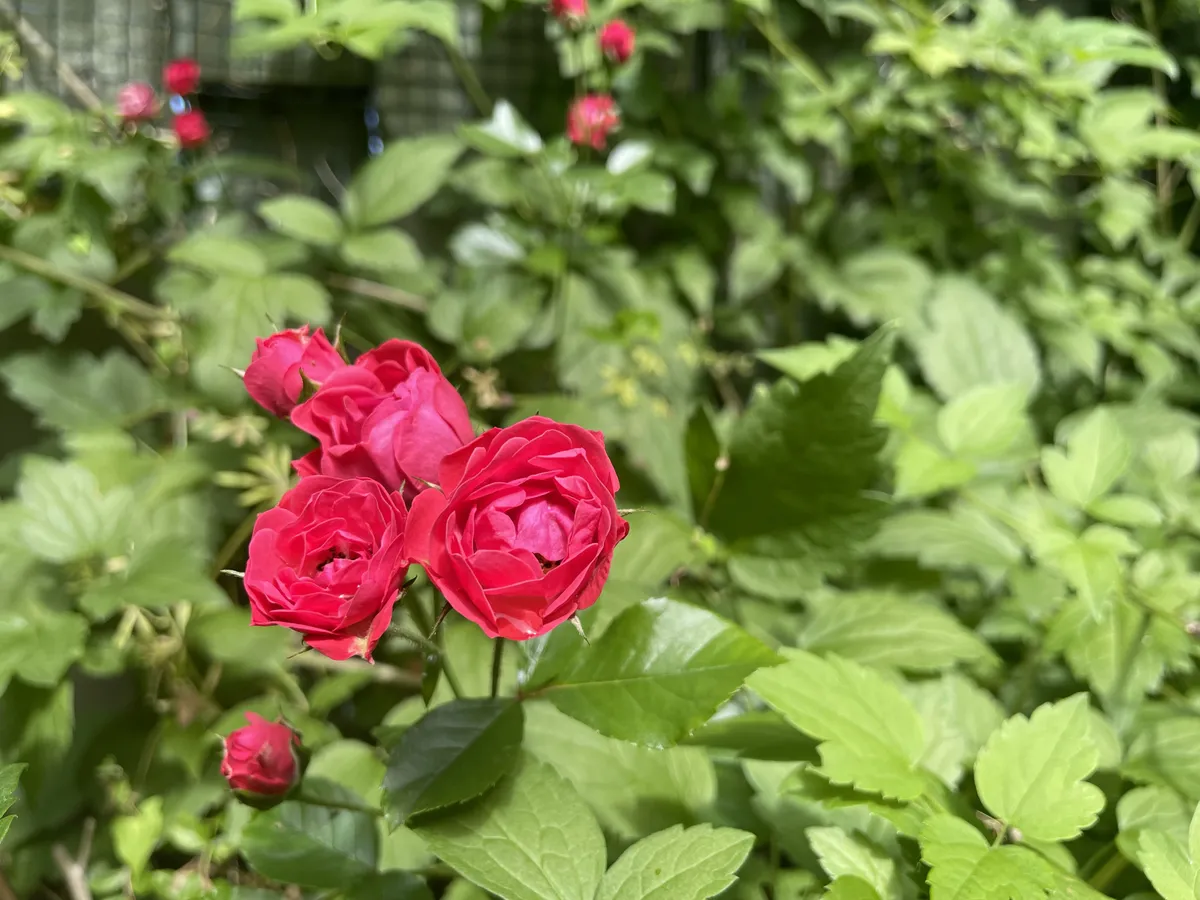 Property image 32