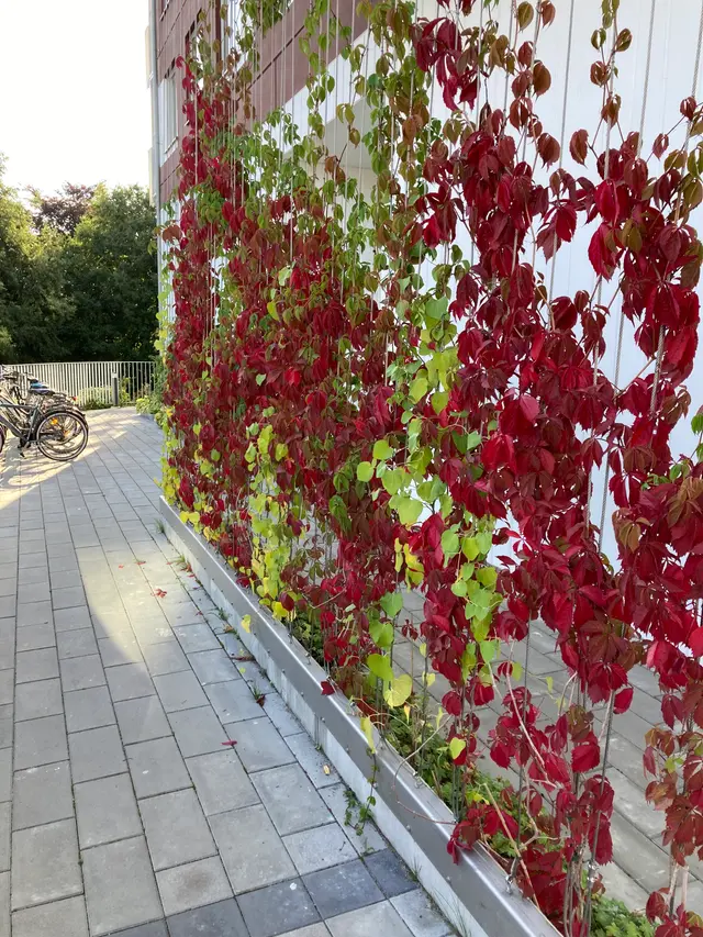 Hyreslägenhet på Ystad i ystad