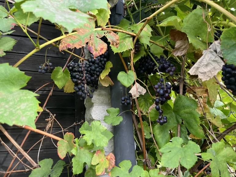 Property image 31